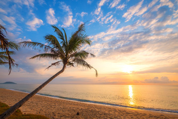 Naklejka na ściany i meble Seascape of beautiful tropical beach with palm tree at sunrise. sea view beach in summer background.
