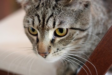 kocie oczy, spojrzenie szarobury 