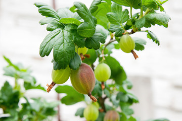 Branch of gooseberry with green berries and leaves in the garden..