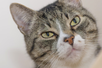 Gray cat with dark strips,looks at the camera with big green eye