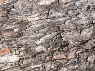 Tree bark texture