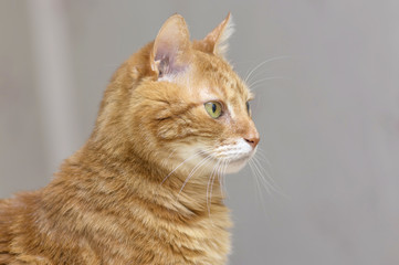 Gray cat with dark strips, white breast and large round green ey