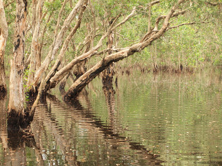 Mangrove forest and shadow tree