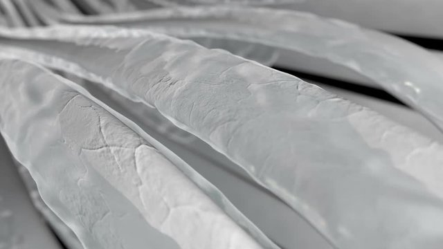 A slow pan of a microscopic view of a few strands of a textured white fiber  that gets coated by a clear liquid substance