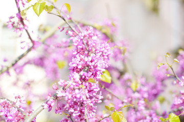 tree branches blooming with pink flowers