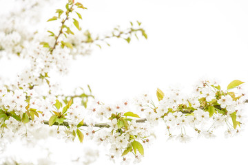 Close-up view of the little white flowers and branches of a blossoming apple tree against a white background with a shallow depth of field and a high-key treatment.