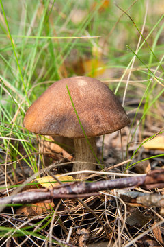 Forest mushroom brown cap boletus growing in a green moss..