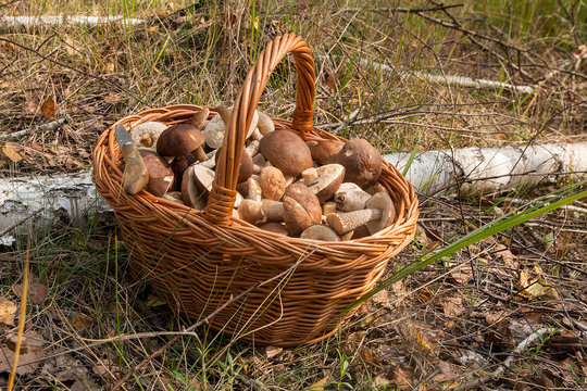 Brown cap boletus in the wicker basket on natural background..