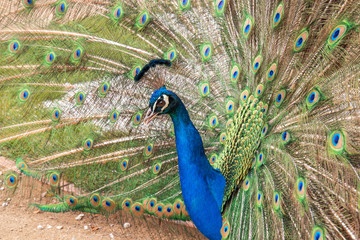Obraz premium The detail image, the portrait of the beautiful colorful peacock with fully opened tail on the walk on the sand lane in the garden during spring day.