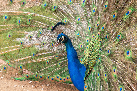 The detail image, the portrait of the beautiful colorful peacock with fully opened tail on the walk on the sand lane in the garden during spring day.