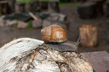 Burgundy snail (Helix, Roman snail, edible snail, escargot) crawling on the trunk of old birch tree. .