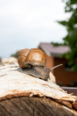 Burgundy snail (Helix, Roman snail, edible snail, escargot) crawling on the trunk of old birch tree. .