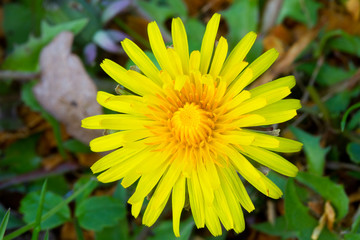 Close-up of the composite flower head of a Dandelion