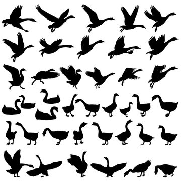 Collection of silhouettes of gooses