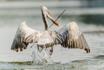 Spot-Billed Pelican (Pelecanus philippensis)