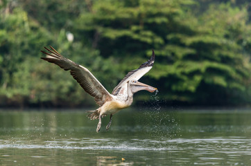 Spot-Billed Pelican (Pelecanus philippensis)