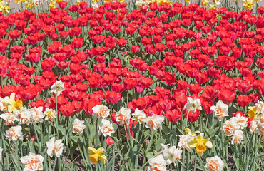 closeup colorful tulips flower