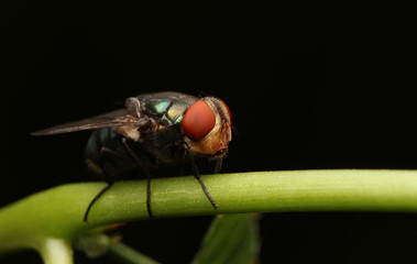 Flies with red eyes