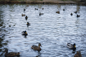 Birds on the pond. A flock of ducks and pigeons by the water. Mi
