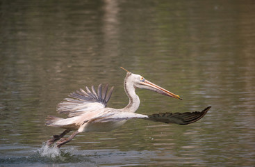Spot-Billed Pelican (Pelecanus philippensis)