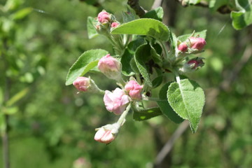 Apple flower