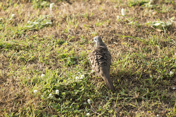 The sparrow perch on branches in the morning    