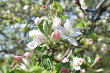 Apple flower