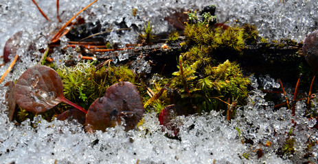 Spring landscape. Panorama. Thawed moss and grass with round leaves.