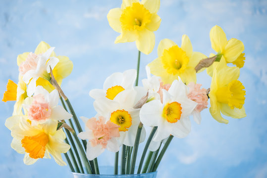 flowers of daffodils of different kinds  on a blue background. A heady aroma of spring.
