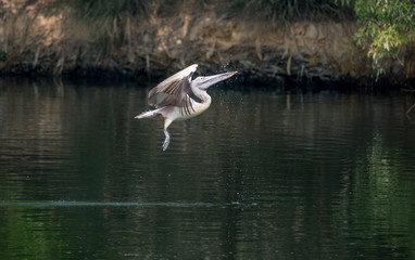 Spot-Billed Pelican (Pelecanus philippensis)