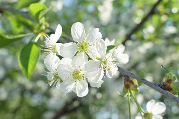 Spring