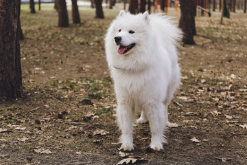 Beautiful dog Samoyed in the park, in the forest