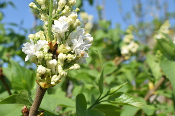 Spring flower