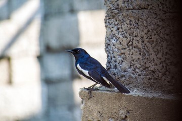 bird
