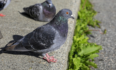 The domestic form pigeon (domestica) is similar in shape to rock pigeon n street in Northern Norway (Pigeons and doves are stocky birds)