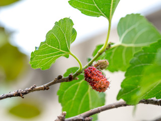 Mulberry fruit and green leaves on the tree. Mulberry this a fruit and can be eaten in have a red and purple color. Mulberry is delicious and sweet nature.