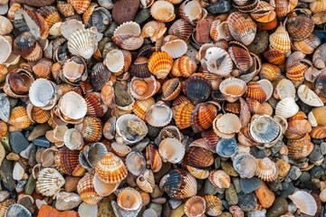 shells on the beach