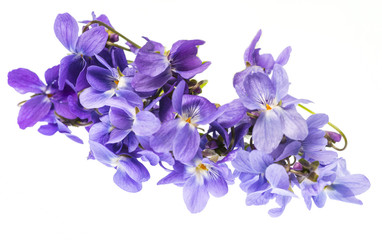 spring violet flowers on a white background