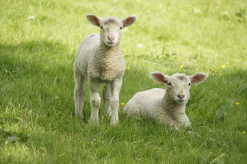Naklejka na ściany i meble Baby pair of lambs on grass in lake district