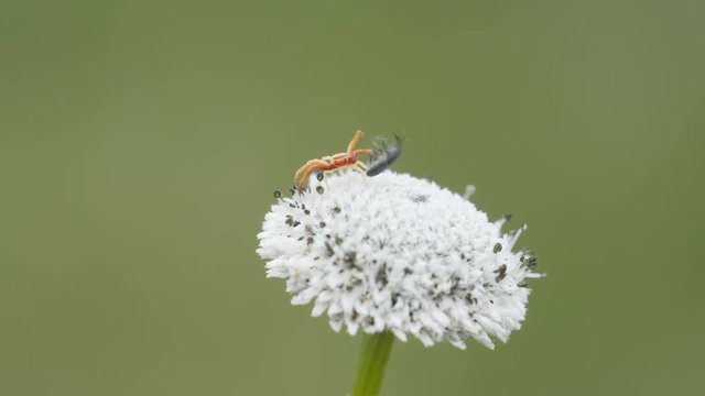 4K Whitebanded Crab Spider (Misumenoides formosipes) on Pineland Bogbutton 1