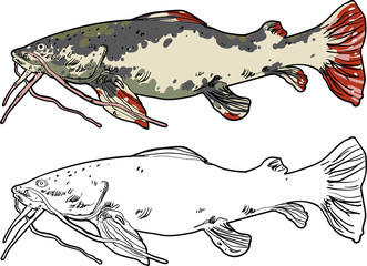 Catfish isolated on white background.