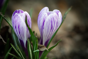 white-purple crocus blooming