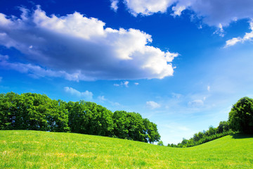 Green spring field and blue sky.