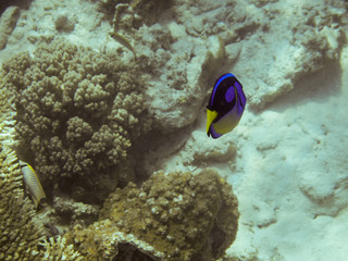Fototapeta na wymiar Fisch - Unterwasser - Indonesien