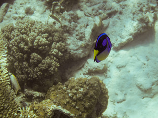 Naklejka na ściany i meble Fisch - Unterwasser - Indonesien