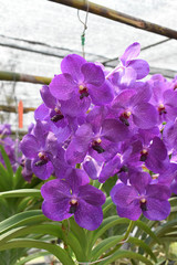 The rare species Asian orchid in Chiangmai, Northern Thailand