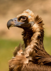 Portrait of a black vulture