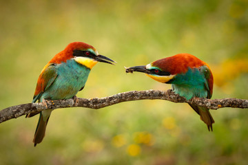 Pair of bee-eaters perched on a branch