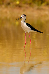 Stilt in a Spanish pond