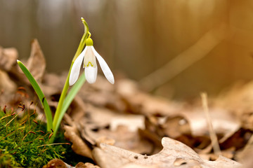 Snowdrop in the woods - early spring snowdrop.